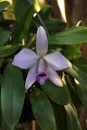 Phalaenopsis   104